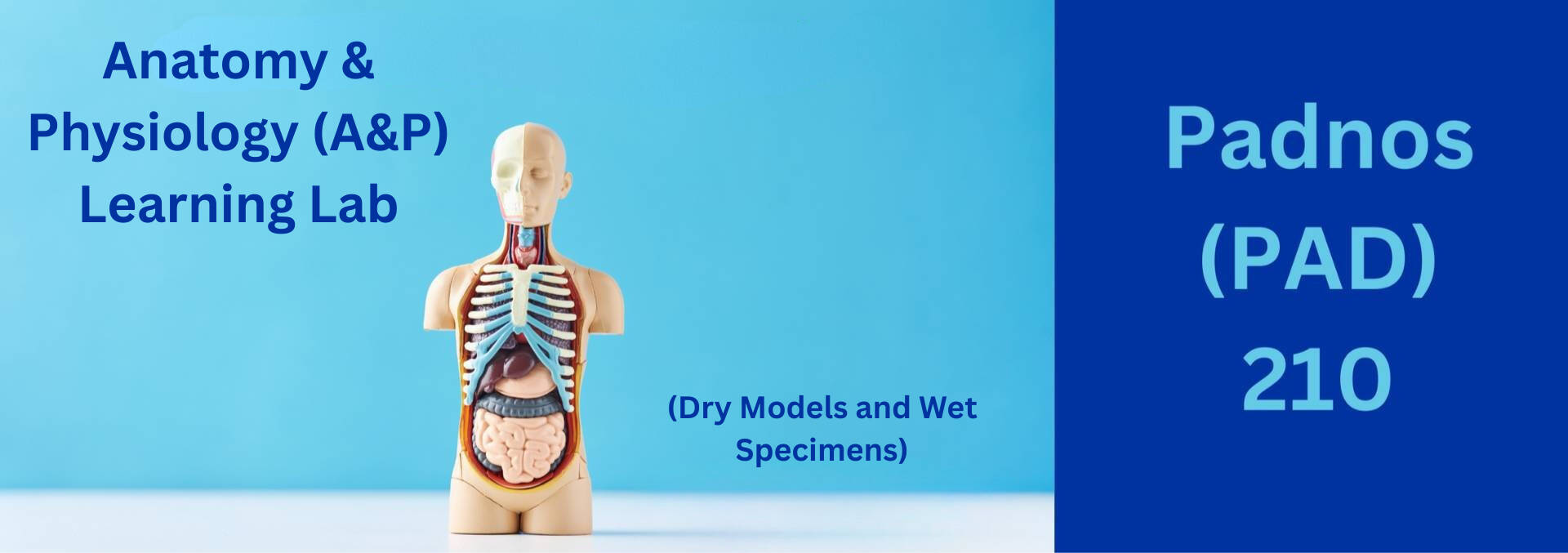 Anatomy and physiology learning lab banner